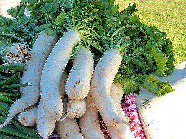 Depending on the variety, daikon fruits can be of different shapes and weights.