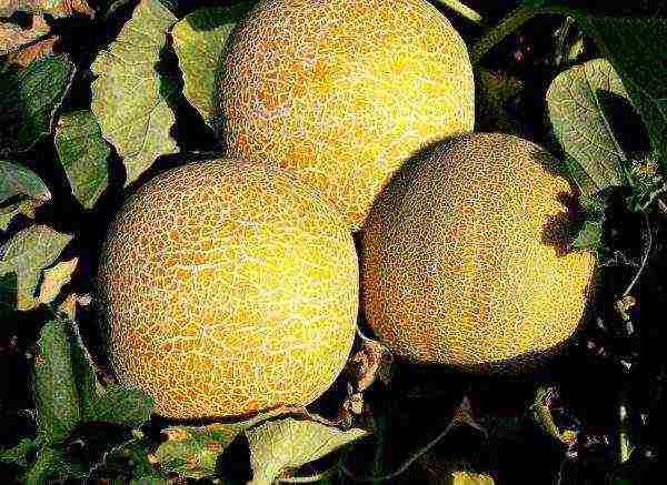 Ripe kolkhoz melons ready to be harvested