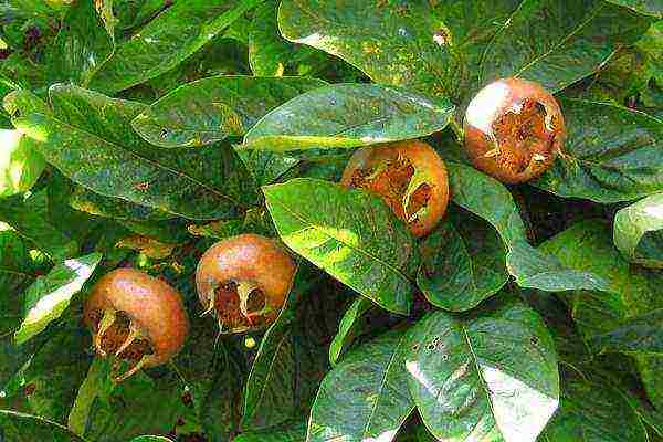 Popular varieties of medlar: Morozko, Tanaka, Seiles, Premier, Champagne