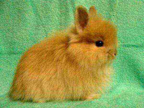 Fox dwarf rabbit
