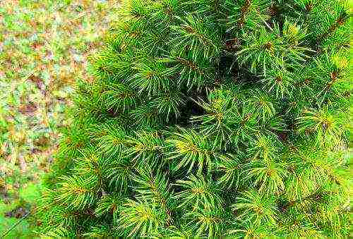 spruce canadian conic planting and care in the open field