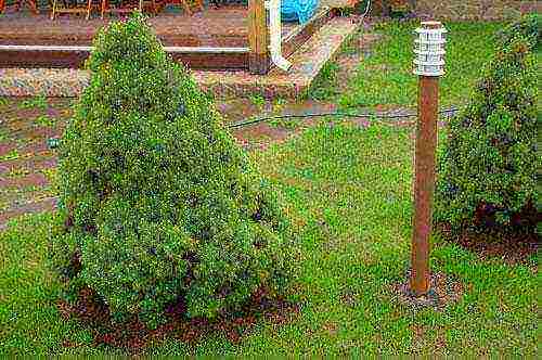 spruce canadian conic planting and care in the open field