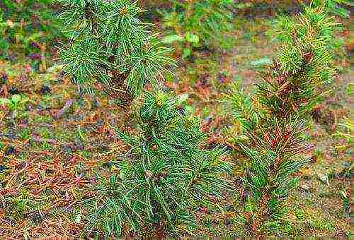 spruce canadian conic planting and care in the open field