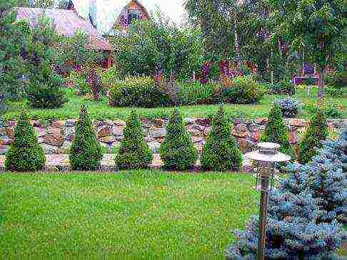 spruce canadian conic planting and care in the open field