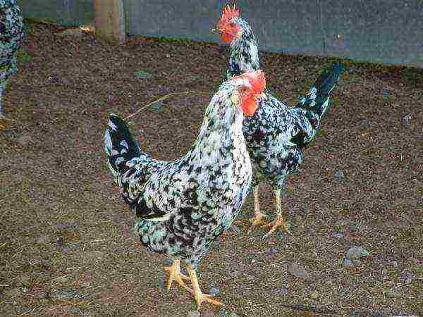 Leghorn chickens