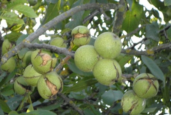Mature walnut