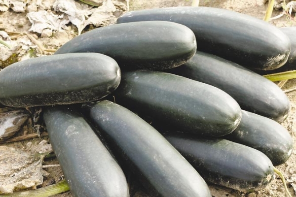 You need to collect zucchini regularly when the fruits reach 15-20 cm, every 2-3 days