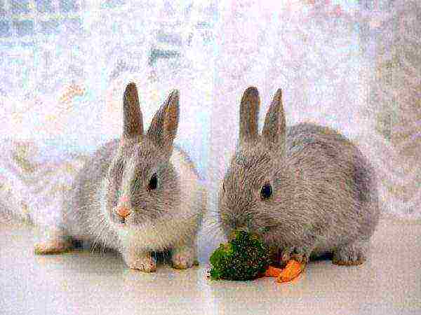 Domestic rabbits
