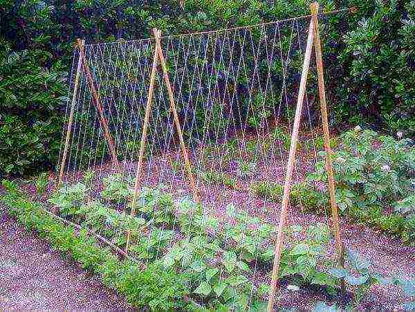 Rope Trellis for Curly Asparagus Beans