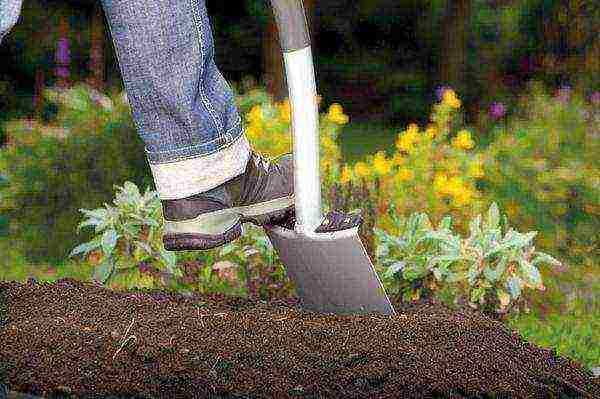 عند تحضير التربة ، تحتاج إلى حفرها حتى عمق حربة المجرفة