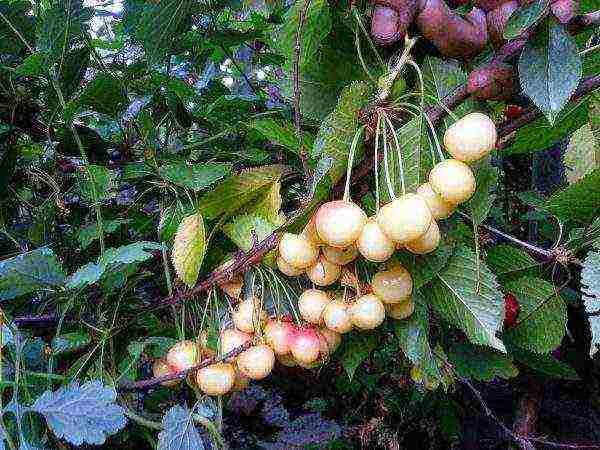 Green berries of Fatezh cherry on a bush