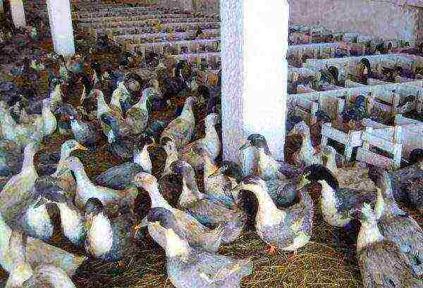ducks favorite in the paddock