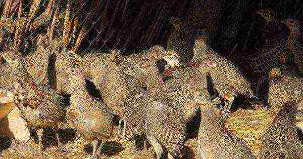 Pheasants in the pen