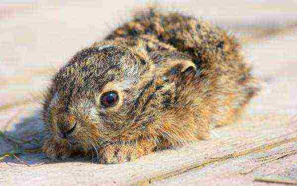 Trisulfone is used to treat infections and viruses in rabbits