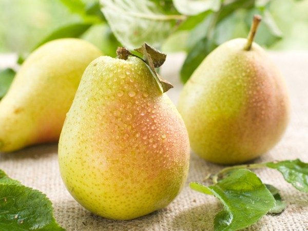 Pear is very useful for the human body.