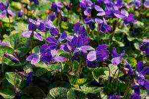 violet garden planting and outdoor care