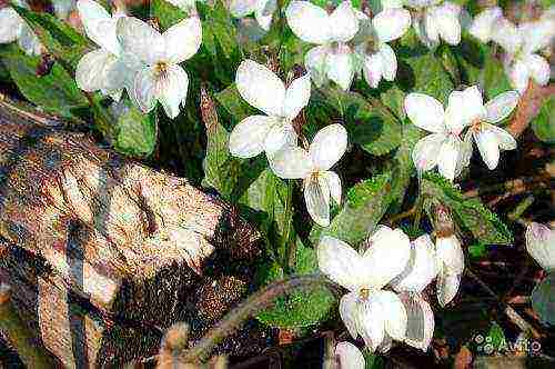 violet garden planting and outdoor care