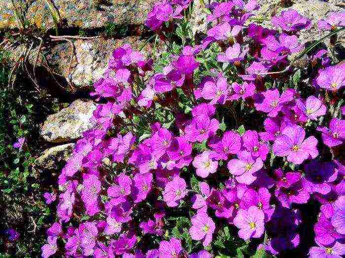 violet garden planting and outdoor care