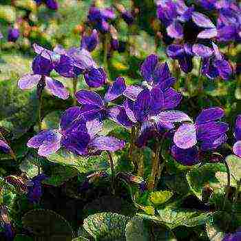 violet garden planting and outdoor care