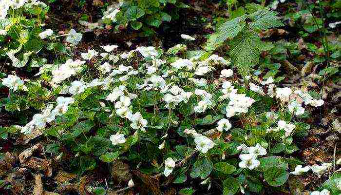 violet garden planting and outdoor care