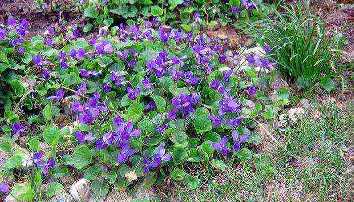 violet garden planting and outdoor care