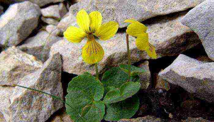 violet garden planting and outdoor care