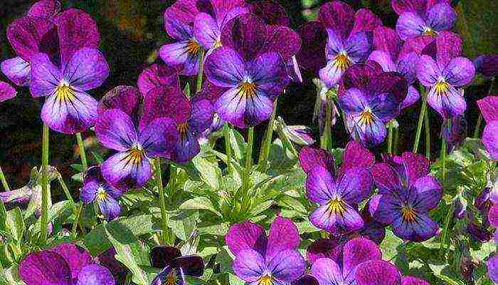 violet garden planting and outdoor care