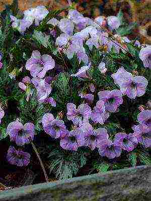 violet garden planting and outdoor care