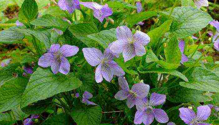 violet garden planting and outdoor care