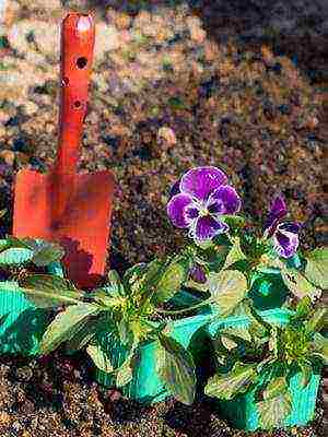 violet garden planting and outdoor care