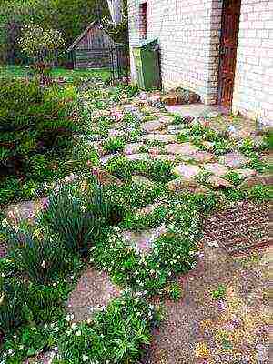 violet garden planting and outdoor care