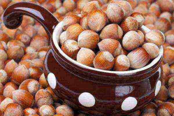 The calorie content of hazelnuts is 628 kcal per 100 grams, the nut is a more nutritious product than meat