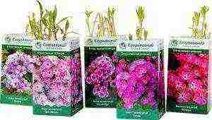 phlox from seeds, planting and care in the open field