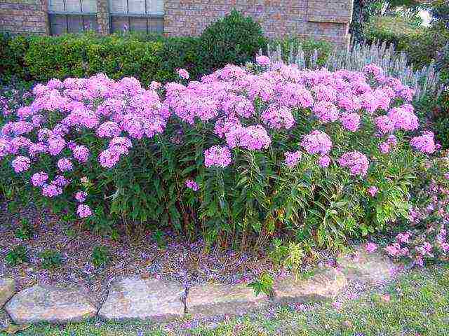 phlox best varieties