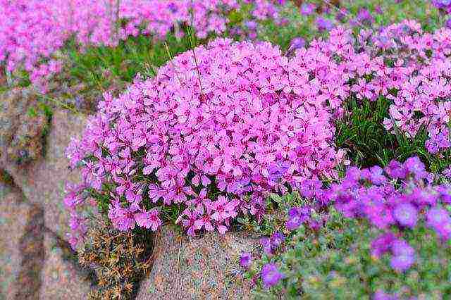 phlox best varieties