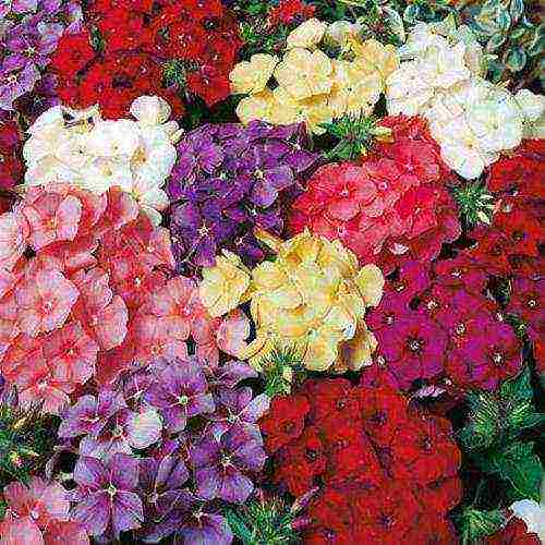 phlox best varieties