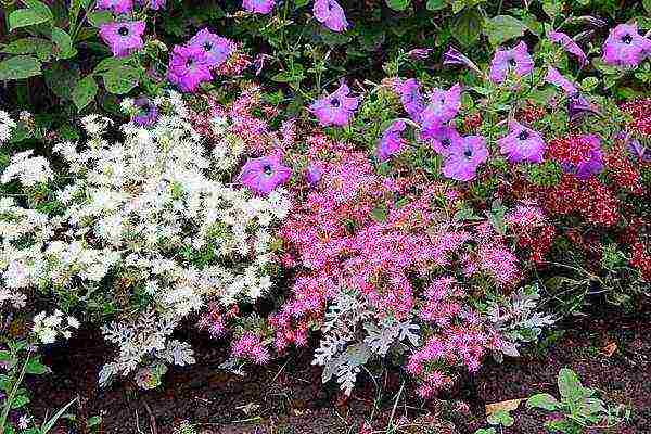 phlox annual planting and care in the open field