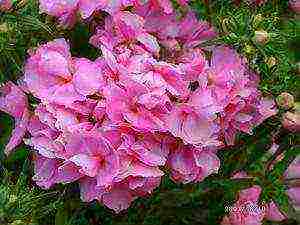 phlox annual planting and care in the open field