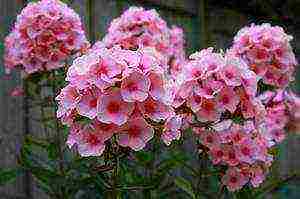 phlox annual planting and care in the open field