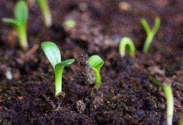 phlox annual planting and care in the open field