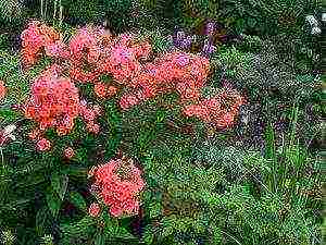 phlox planting by seeds and care in the open field