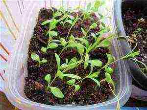 phlox planting by seeds and care in the open field