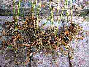 phlox planting by seeds and care in the open field