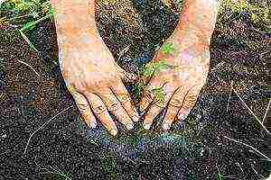 phlox planting by seeds and care in the open field