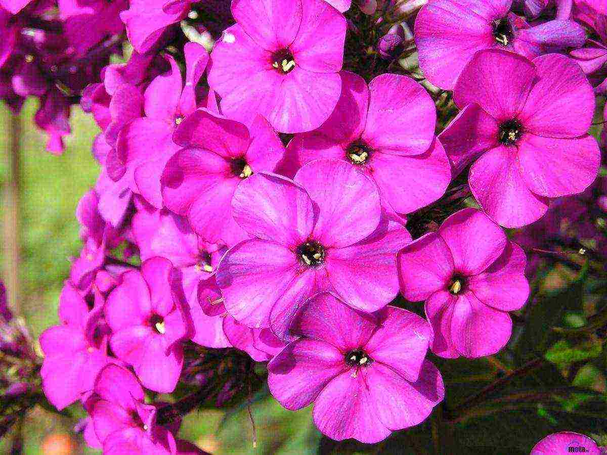 phlox planting by seeds and care in the open field