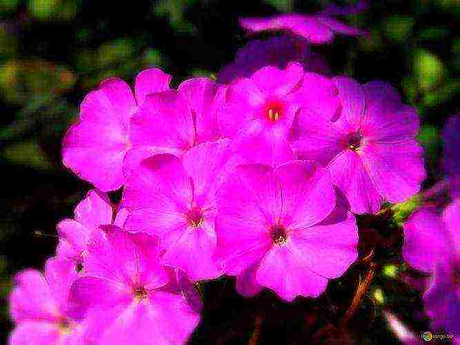 phlox planting by seeds and care in the open field