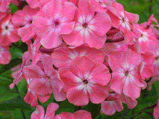 phlox planting by seeds and care in the open field