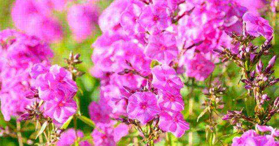 phlox planting by seeds and care in the open field