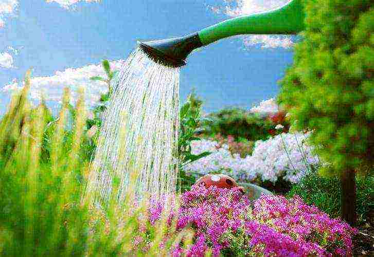 phlox planting by seeds and care in the open field