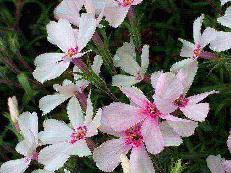 phlox planting by seeds and care in the open field